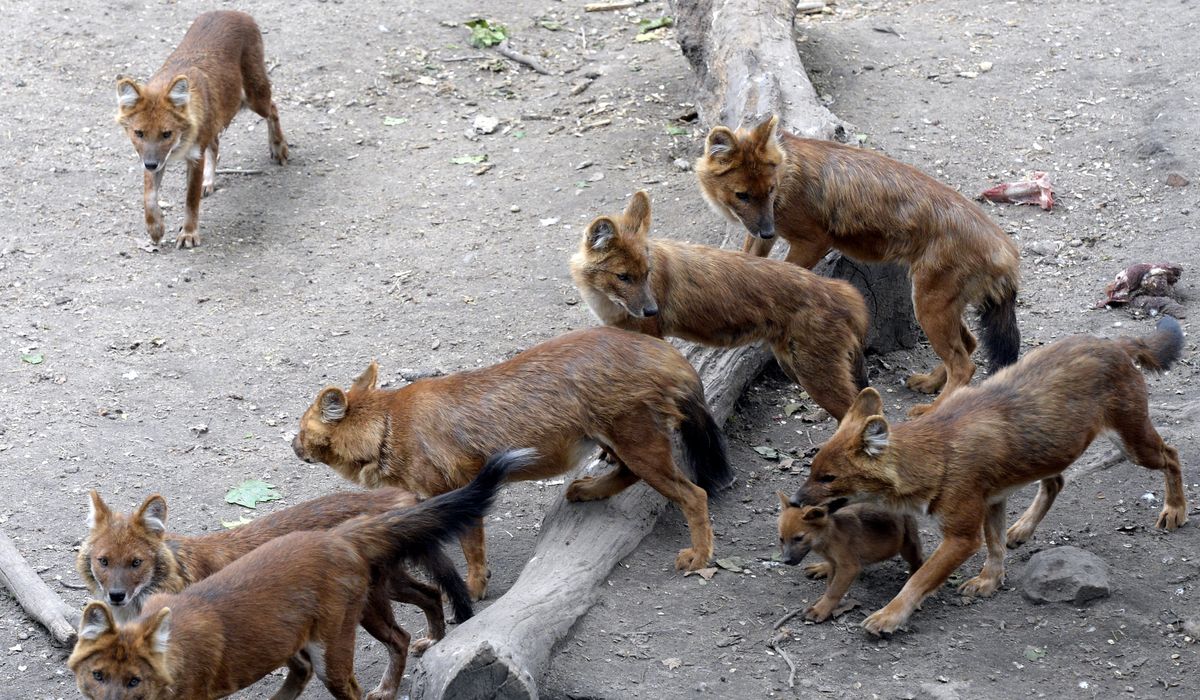 Scientists in Malaysia find dog coronavirus in
humans 1