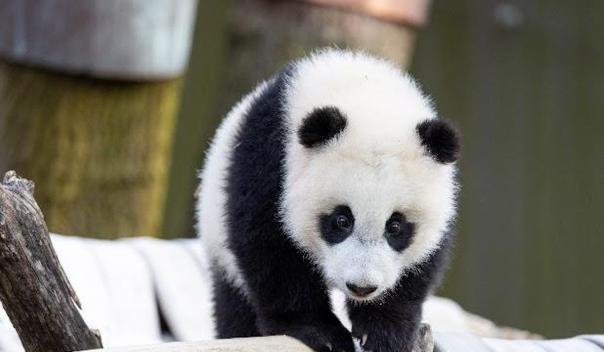 National Zoo visitors to get first peek at new giant panda
cub Xiao Qi Ji as zoo opens back up 1
