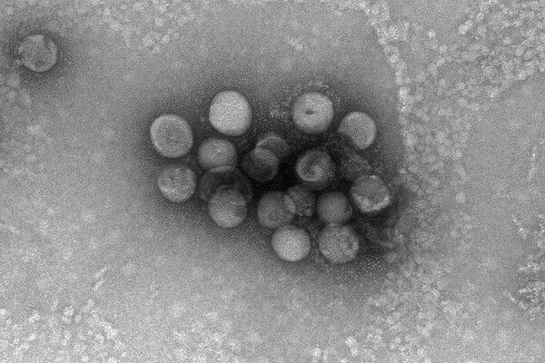 The Latest Coronavirus Comes From Dogs 1
