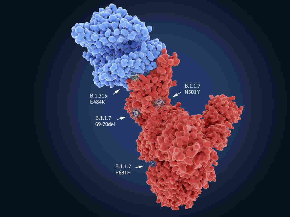 Is The Variant From India The Most Contagious Coronavirus
Mutant On The Planet? 1