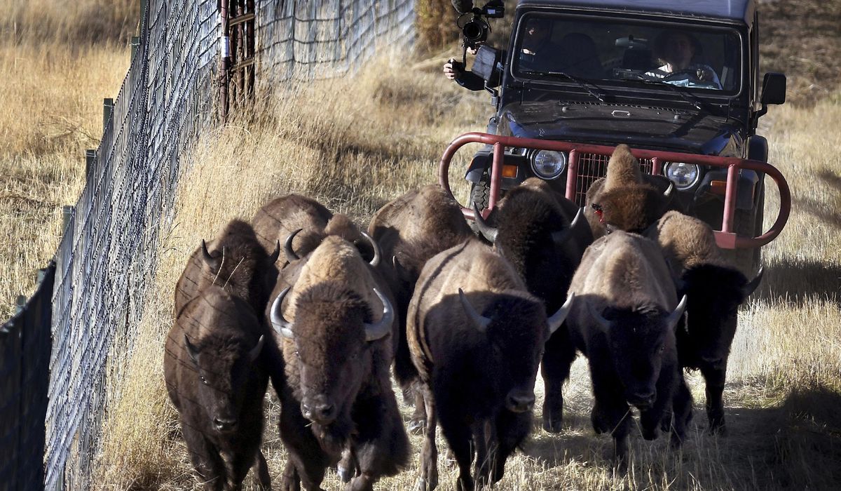 Fees increase as Bison Range opens under tribal
management 1