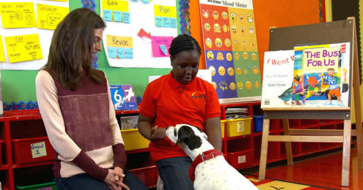 Comfort dogs in NYC schools transform learning
experience 1