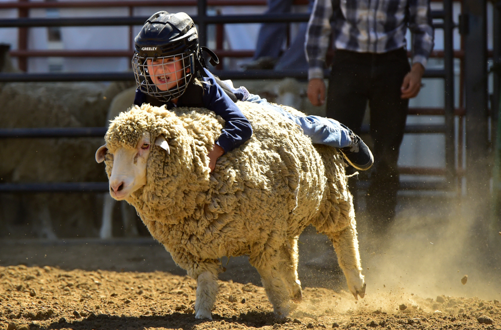 Boulder County fair open to the public without carnival,
live entertainment 1