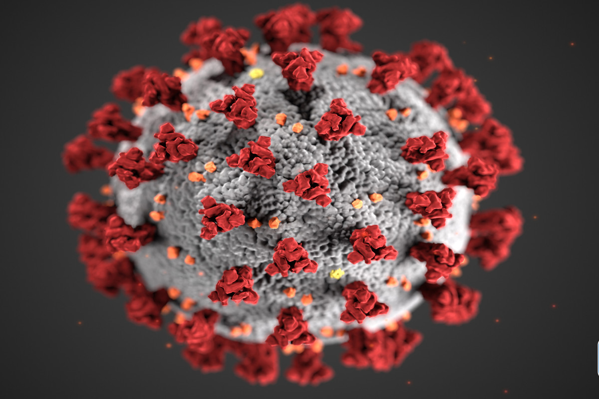 Coronaviruses have been around a lot longer than you think,
study says 1