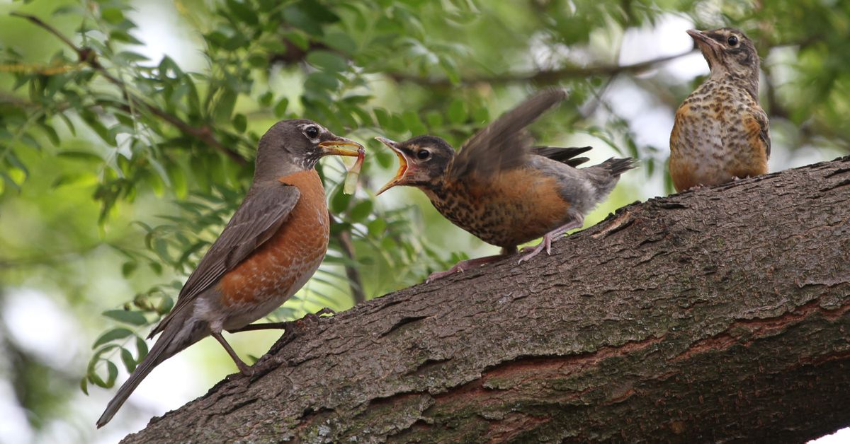 Chicago outdoors: Grapes of robin, Fran Lebowitz, Class TA
trailers, first-of-the-year fireflies 1
