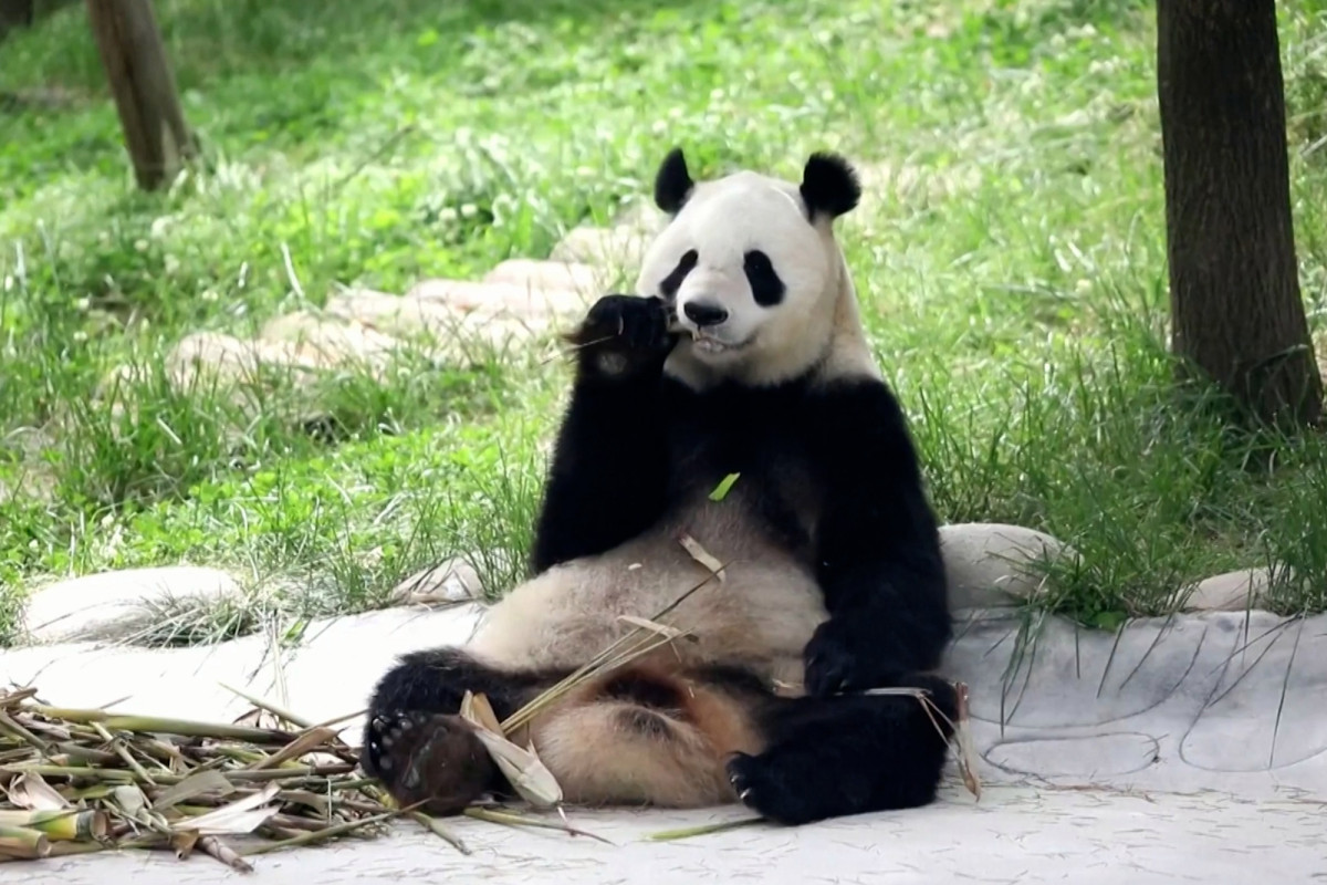 New giant panda research center opens to the public in
China 1 New giant panda research center opens to the public in
China 1