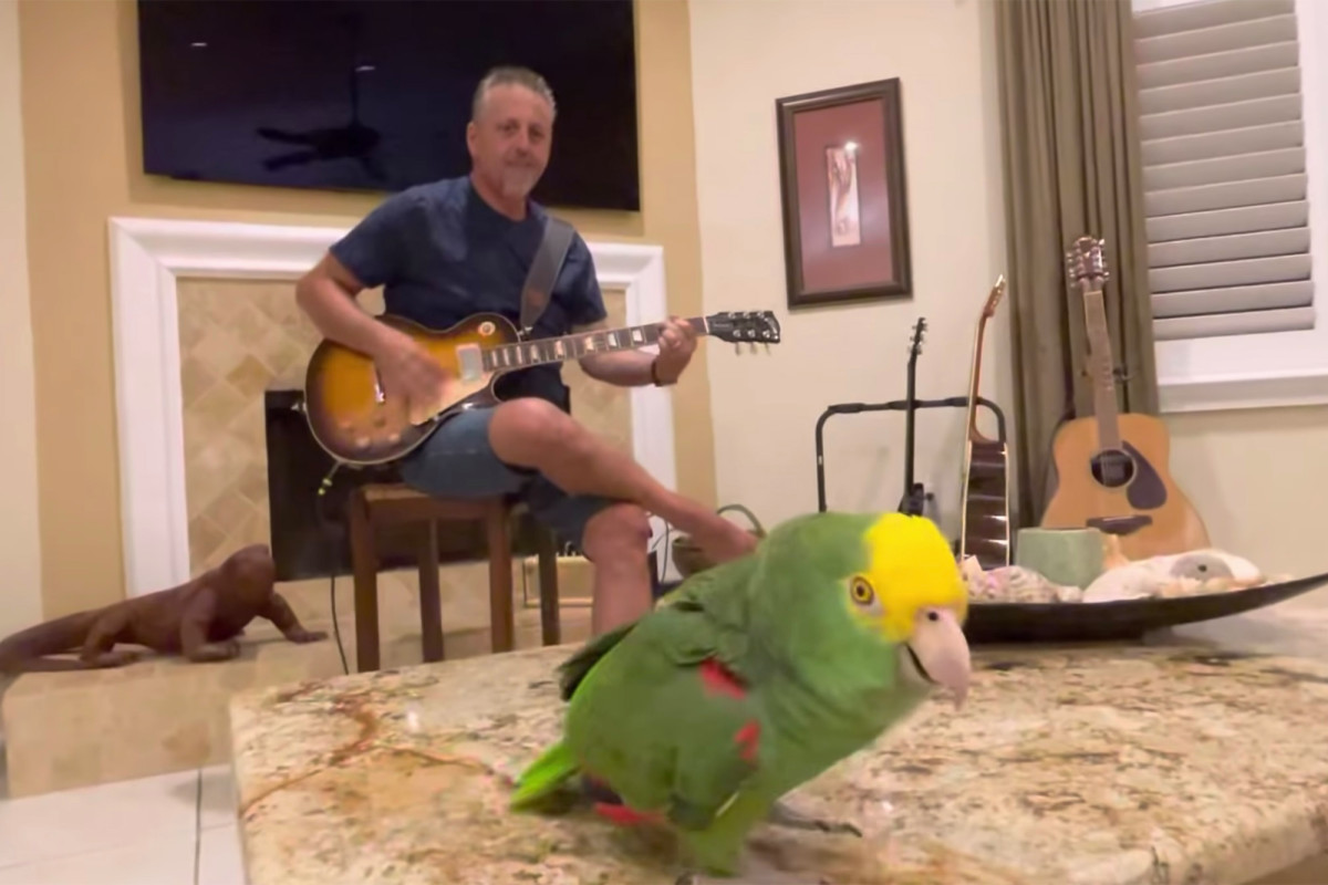 Parrot named Tico belts out classic rock hits like a total
legend 1