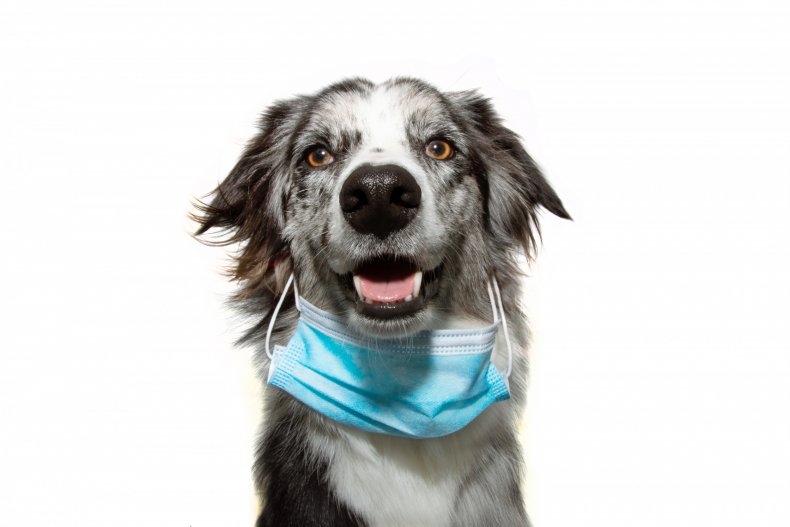 Researchers Determine Dogs Can Sniff Out COVID-19 1