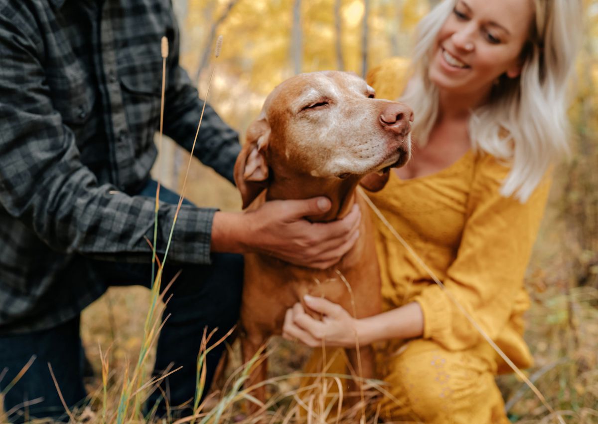 Column: Harlow the dog — Chicago icon, Instagram influencer,
good boy — has died after delivering joy and laughs during
lockdown 1 Column: Harlow the dog — Chicago icon, Instagram influencer,
good boy — has died after delivering joy and laughs during
lockdown 1