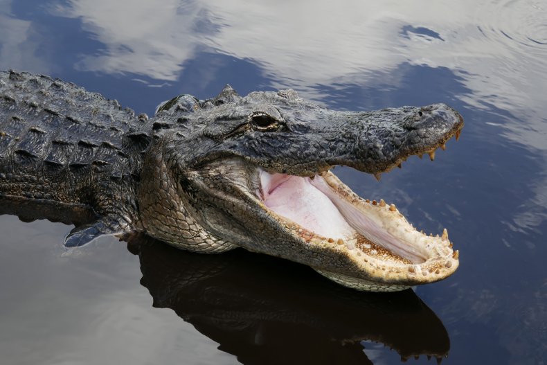 Alligator Shocks Customer After Sneaking Into Florida Post
Office 1