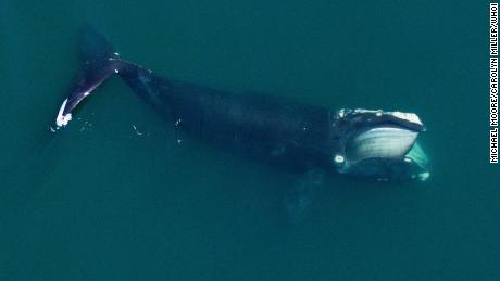 Norway to proceed with sound experiment on whales, despite
protests 1