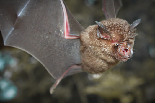 Pandemic origins debate: Researchers find batch of new
coronaviruses in bats 1