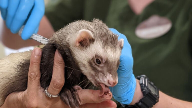 Zoo Animals Are Getting Experimental Coronavirus
Vaccines 1