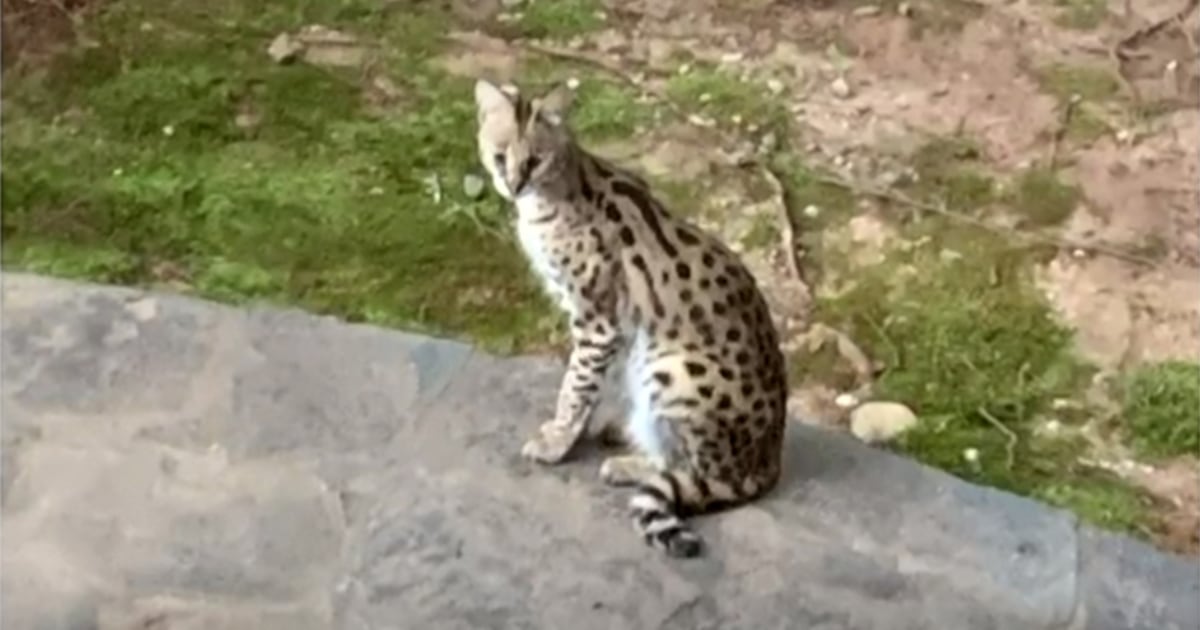 Atlanta woman wakes up to find serval cat in bed after
husband leaves door open 1