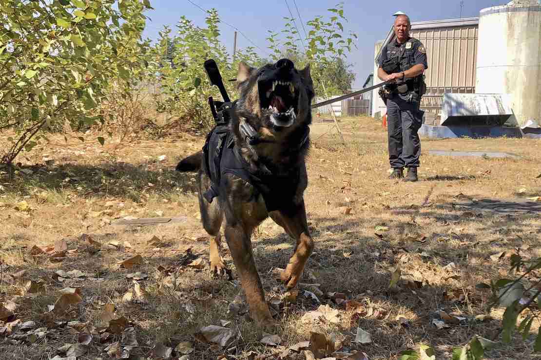 K9 Officer Stabbed 3 Times, Survives; His Attacker Was Not
So Lucky 1