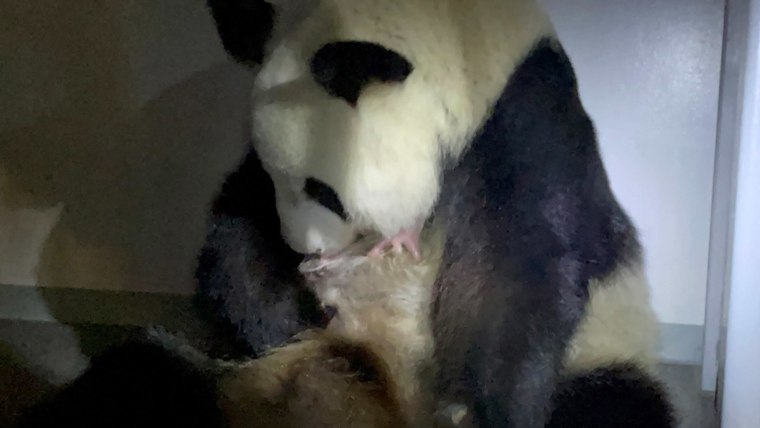Giant pandas no longer classed as endangered after
population growth, China says 1