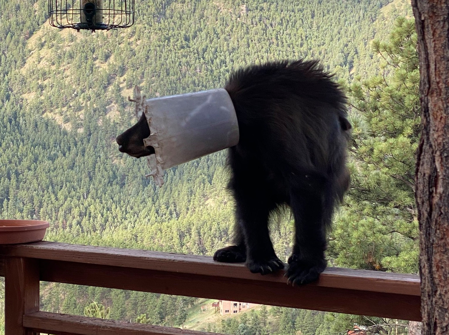 Wildlife officers remove chicken feeder from bear’s
head 1