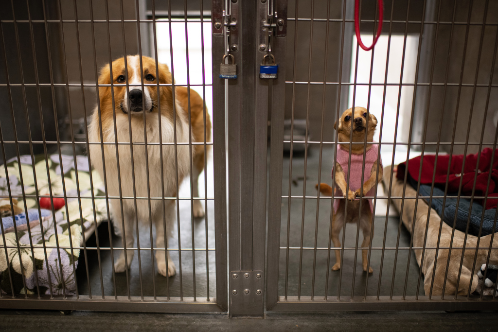 Dogs fill shelters as pandemic lockdowns ease 1