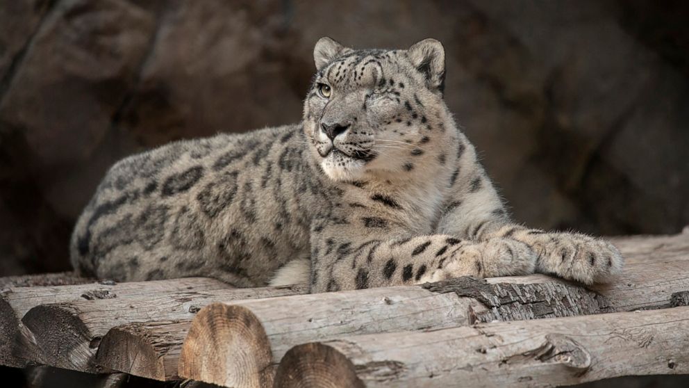 Unvaccinated snow leopard at San Diego Zoo catches
COVID-19 1