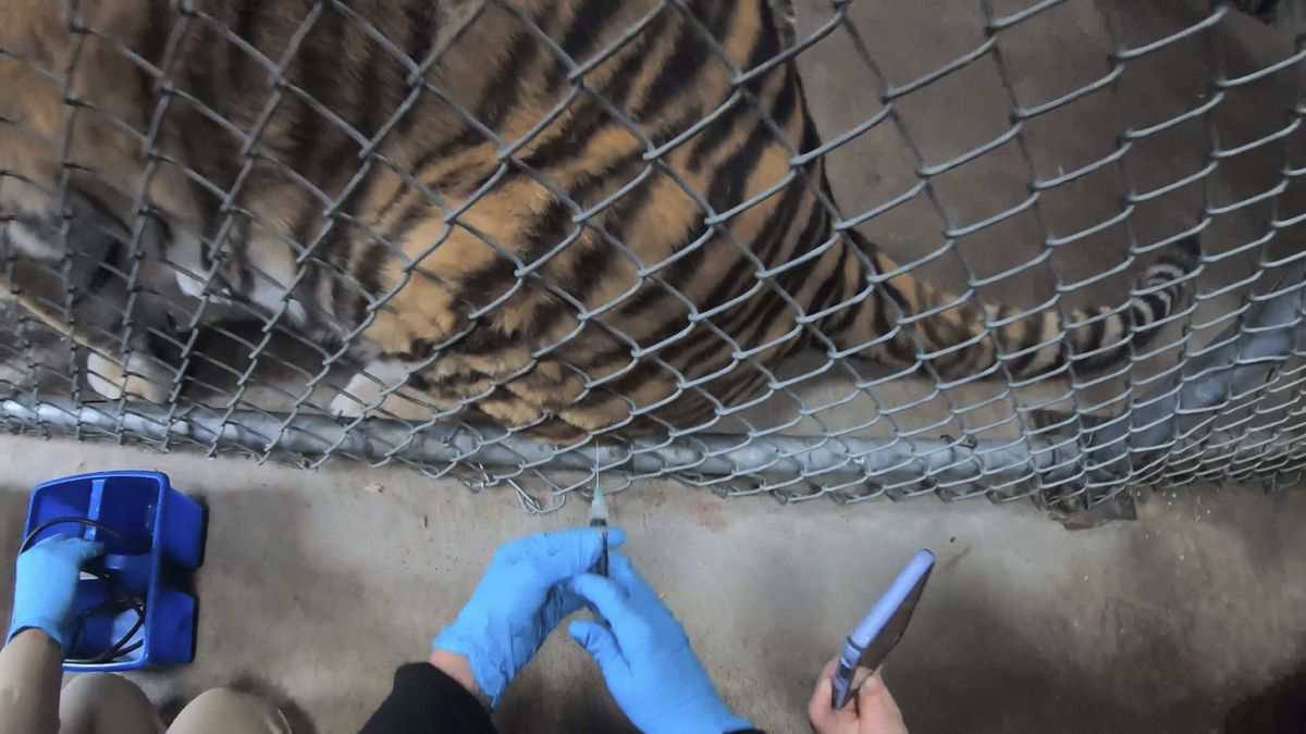Some animals at the Oakland Zoo receive their COVID-19
vaccine 1 Some animals at the Oakland Zoo receive their COVID-19
vaccine 1