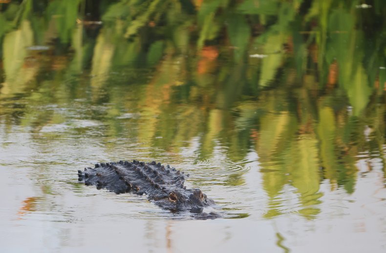 Video of Man Using Alligator's Mouth to Open Beer Can Nears
1M Views 1