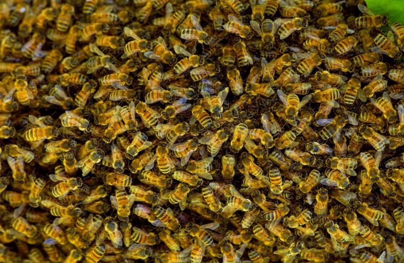 5,000 Bees Kill Two Dogs, Sting Ex-Police Officer 40 Times:
'There Was Nothing I Could Do' 1