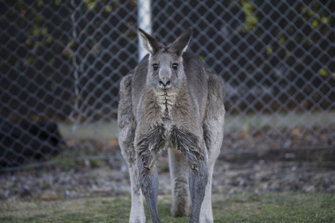 Australia in Meltdown Mode: Mandatory COVID Testing,
Draconian Lockdowns, and the Army Knocking on Your Door 1