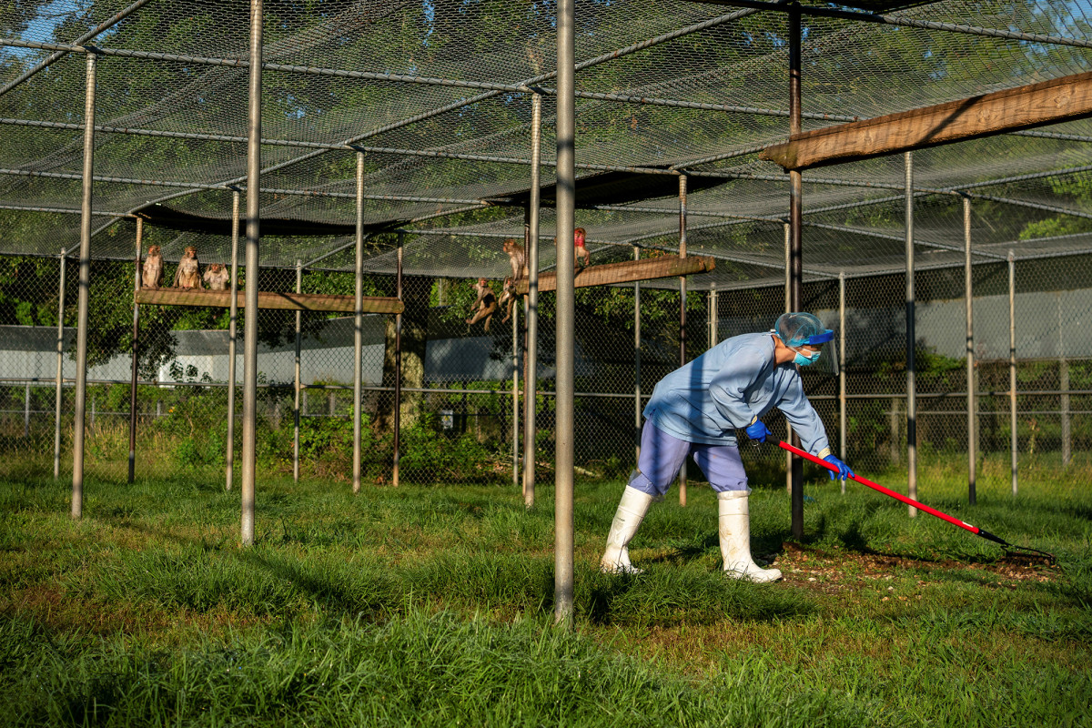 US invests millions to breed more test monkeys in wake of
COVID-19: report 1