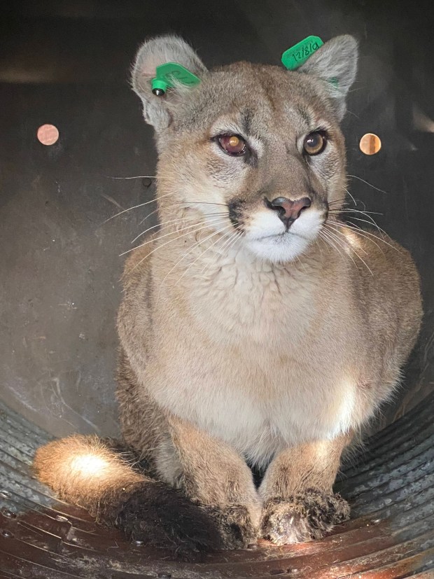Wildlife officers remove mountain lion from under a deck in
Englewood 1