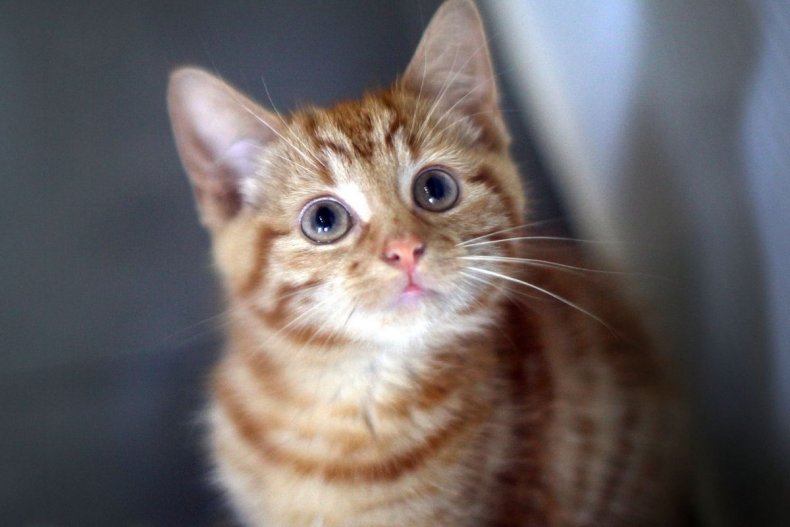 When Do Kittens Open Their Eyes? Everything to Know About
New Cats 1