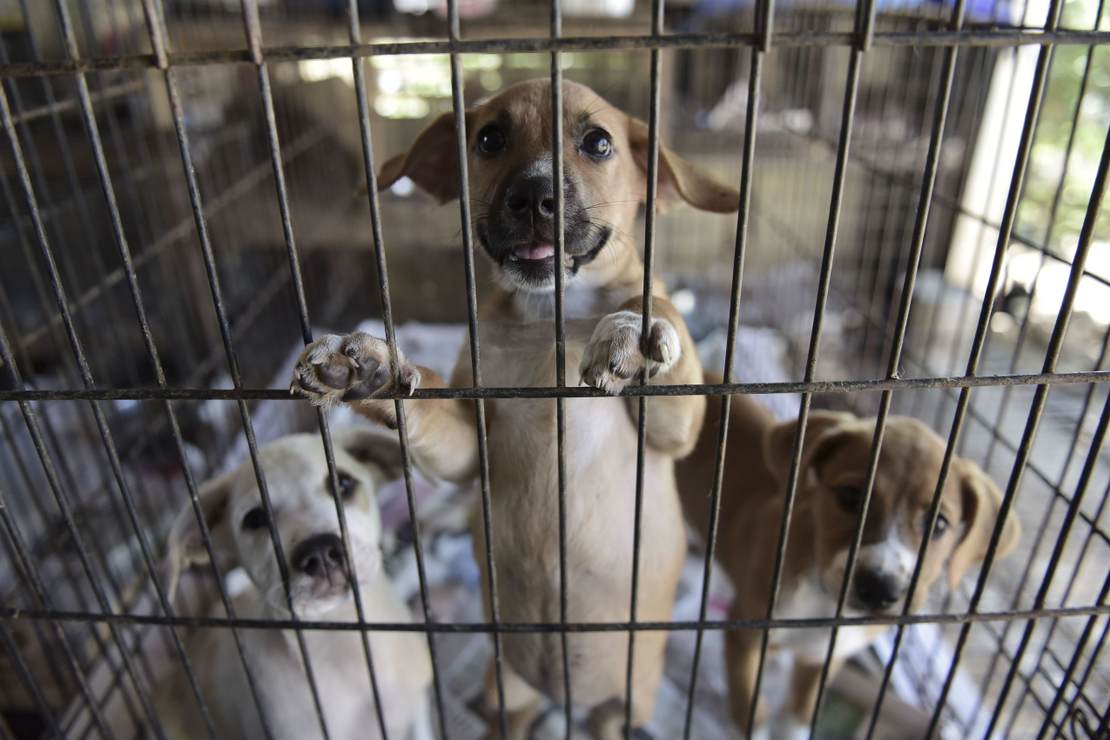 No More Puppies Need to Die: Australia Is Finally Coming to
Its Senses on COVID-19 1