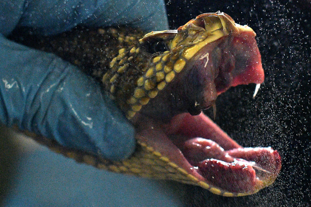 Getting very ill with COVID-19 is like rattlesnake bite:
study 1