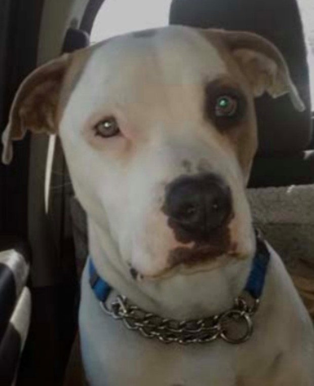 Loveland police facing civil lawsuit for officer who shot a
dog in 2019 1