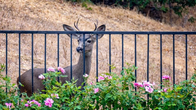 Deer in 4 states have been exposed to the coronavirus, USDA
study shows. What does that mean for humans? 1
