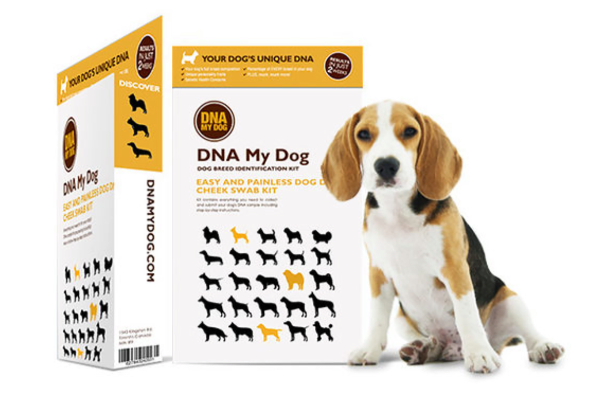 Discover your dog’s DNA with this test and training
classes 1