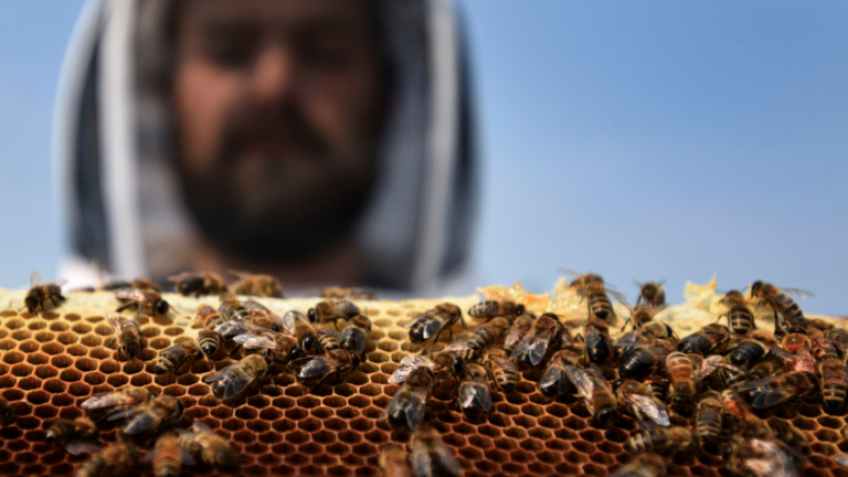 Offices Dangle Beehives and Garden Plots to Coax Workers
Back 1