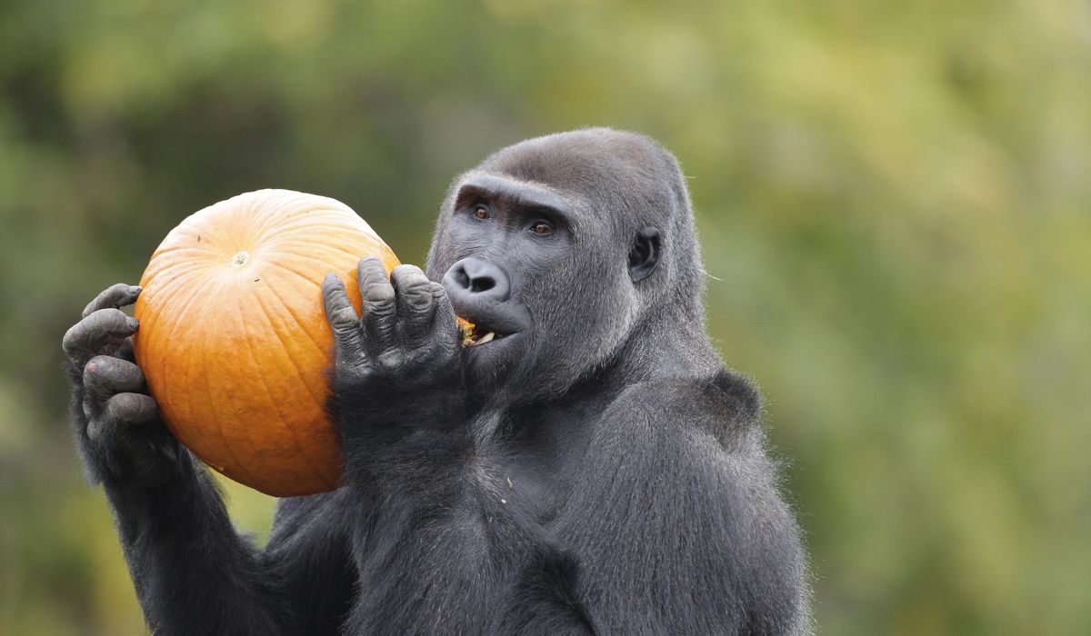 Detroit Zoo animals given COVID-19 vaccine 1