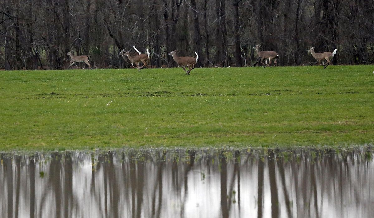 40% of wild deer have coronavirus antibodies, new study
finds 1