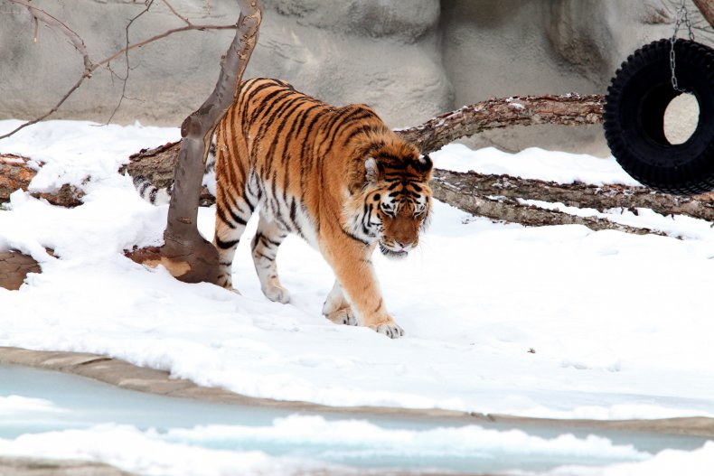 Zoo Rolls out COVID-19 Vaccines for Animals Including Lions
and Gorillas 1