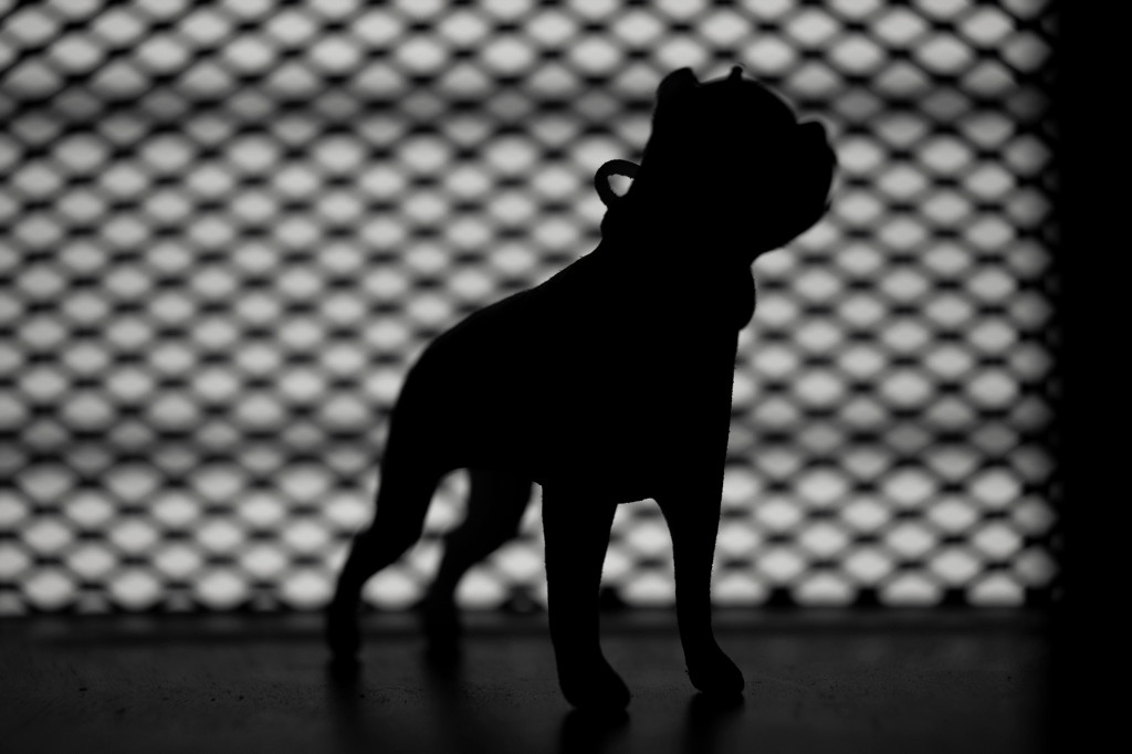 Australian rescue dogs shot dead over COVID-19
restrictions 1
