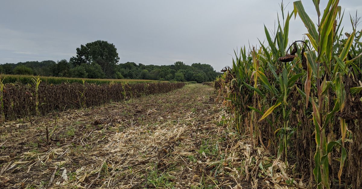 Illinois dove-hunting opener: Annual check on field
conditions at public sites 1