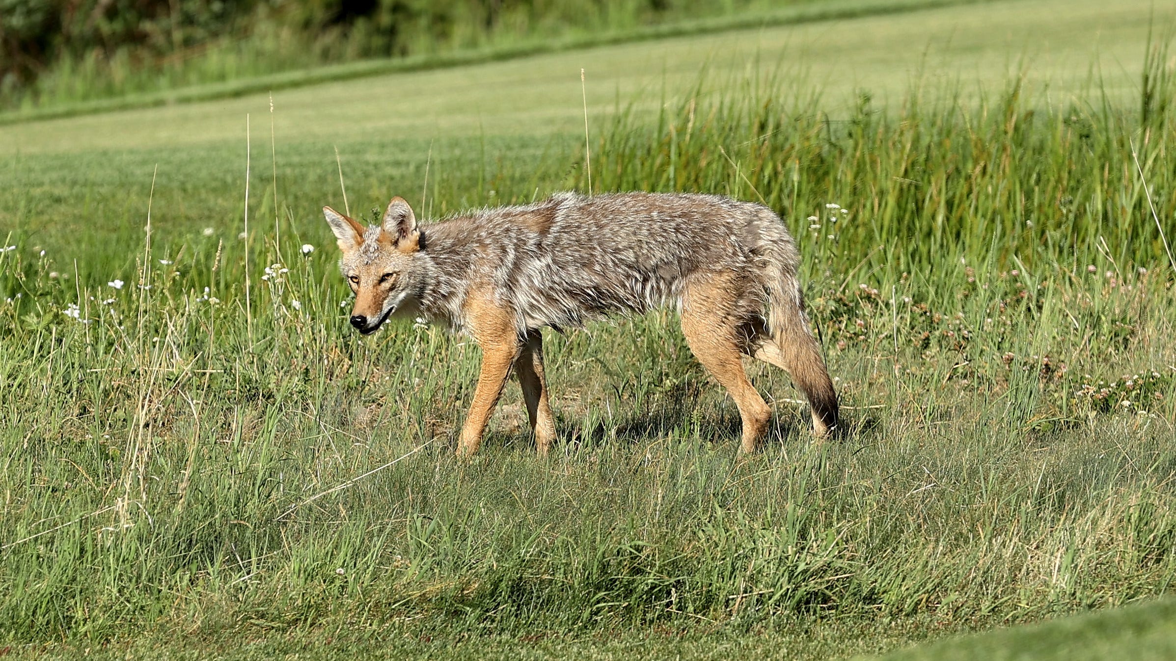 Los Angeles school gets unexpected visitor as coyote walks
into classroom on first day of school 1