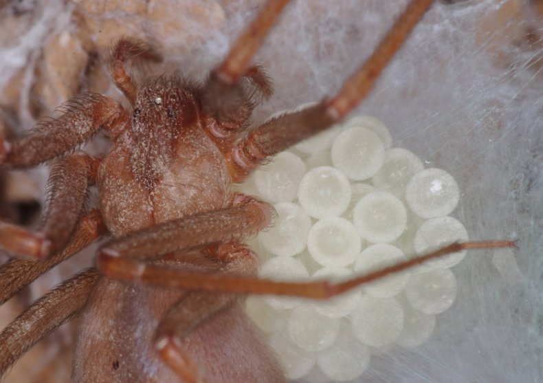 Woman Breaks Open Tarantula Egg Sac Containing Dozens of
Spiderlings 1