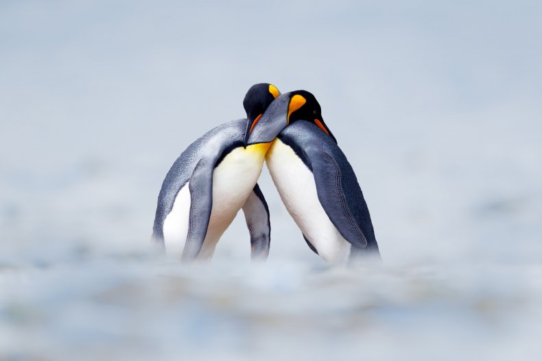 'Confused' Penguins Miss Seeing Zoo Visitors Amid COVID
Lockdowns 1