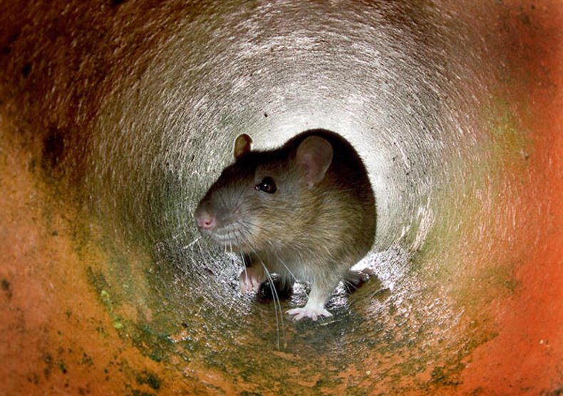 High School 'Completely Taken Over by Rats' Forced to Cancel
In-Person Classes 1
