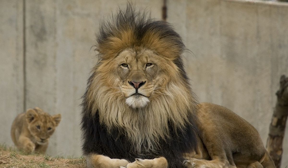 Nine big cats at the National Zoo presumptively test
positive for COVID-19 1