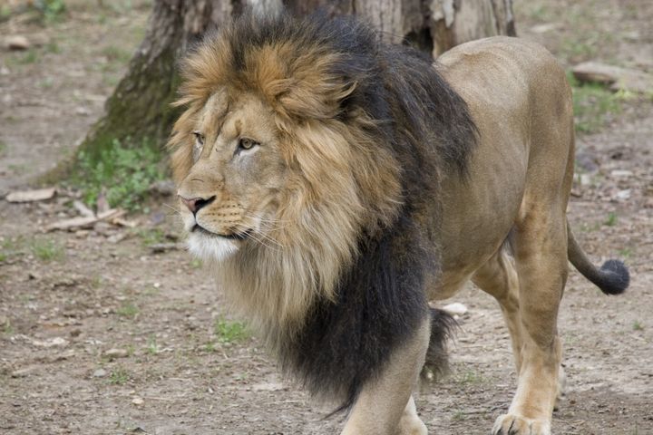 All The Lions And Tigers At DC’s National Zoo Have Tested
Positive For COVID-19 1