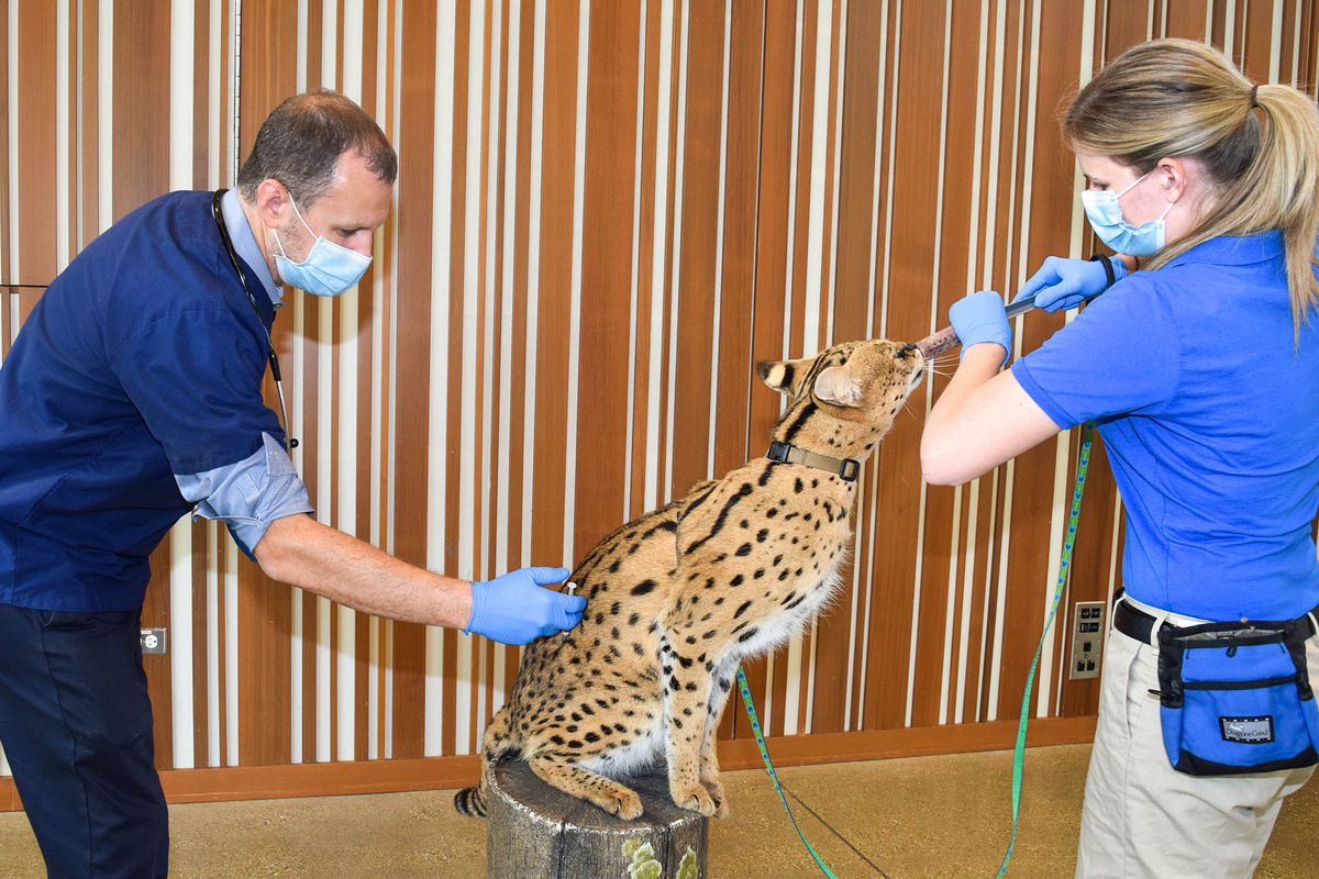 Lions, tigers and bears immunized: Brookfield Zoo starts
vaccinating animals against COVID-19 1