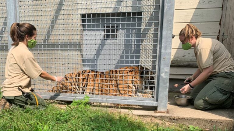 Zoo New England starts vaccinating animals against
COVID-19 1