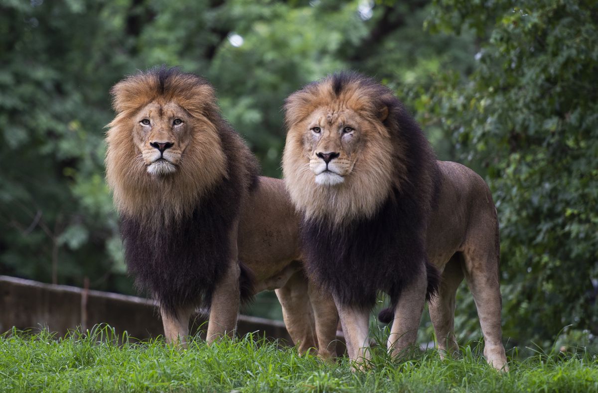 Big cats at Smithsonian Zoo test positive for
coronavirus 1 Big cats at Smithsonian Zoo test positive for
coronavirus 1